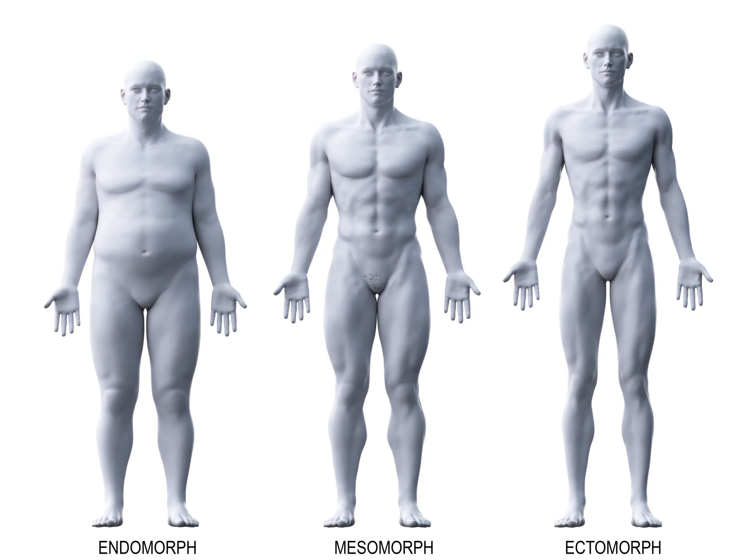 Körperbautypen Ektomorph, Mesomorph und Endomorph